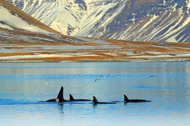 Katil balinalar kış aylarında İzlanda dağ kıyısından grubudur. Su ortamlarında yaban hayatı sahne doğadan orcinus orca. Güzel manzara, tepelerde kar içinde balinalar.