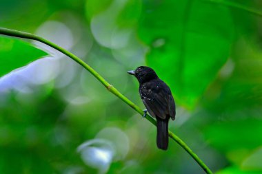 Siyah başlıklı antshrike, Thamnophilus bridgesi, yeşil orman tropik bitki örtüsü, habitat, Kosta Rika hayvan siyah kuş. Şube ormanda oturup..... Antshrike.