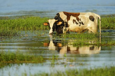 Nehir su yeşil çimen, Kosta Rika besleme, inek. Orta Amerika'da tarım. Vahşi doğa güneşli sıcak bir günde. 