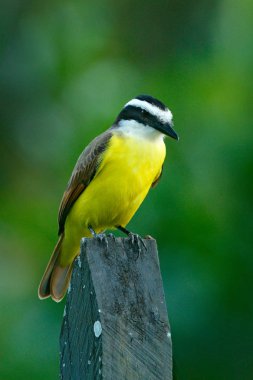 Kosta Rika sarı kuş. Büyük Kiskadee, Pitangus sulphuratus, kahverengi ve sarı tropikal tanager koyu yeşil orman arka plan, doğa habitat, Kosta Rika ile. Yaban hayatı sahne doğadan.