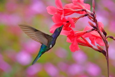 Kosta Rika yaban hayatı. Büyük mavi sinek kuşu Violet Sabrewing uçan yanında arka planda açık yeşil turuncu orman ile güzel kırmızı çiçek. Teneke gibi kuş uçmak ormanda.
