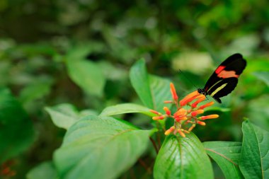 Butterfly Heliconius melpomene, in nature habitat. Nice insect from Costa Rica in the green forest. Butterfly sitting on the red flower from Panama. clipart