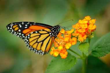 Hükümdar, Danaus plexippus, Kelebek Doğa ortamlarında. Güzel böcek Meksika'dan. Yeşil ormanda kelebek. Ayrıntı güzel turuncu böcek yakın çekim portresi. Yaban hayatı sahne doğadan.
