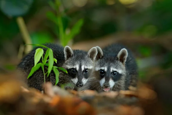 Dua Racoon Muda Procyon Lotor Tersembunyi Vegetasi Hijau Dekat Pantai — Stok Foto