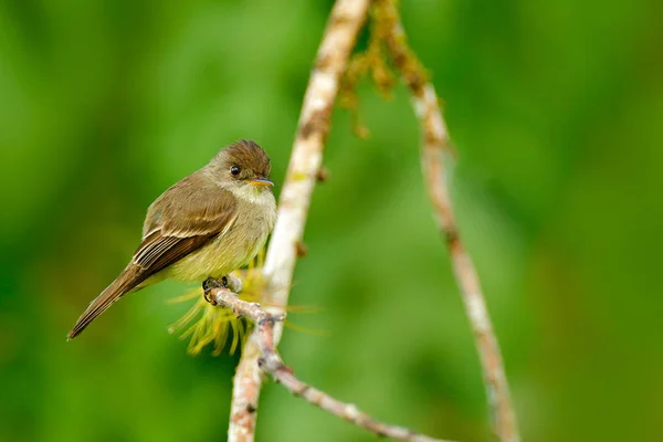 Musciapa Flycatcher Mionectes Oleagineus Kostaryka Bord Siedlisku Natura — Zdjęcie stockowe