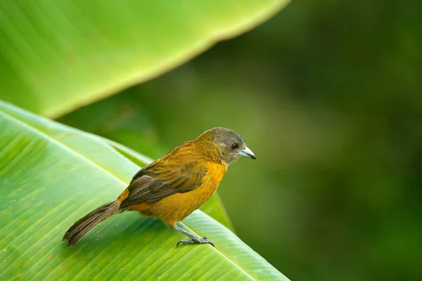 Самка Алой Косы Tanager Ramphocelus Passerinii Экзотическая Тропическая Красная Черная — стоковое фото