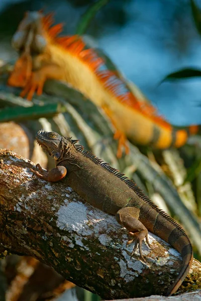 Green Iguana Portrait Orange Green Big Lizard Dark Green Forest — Stock Photo, Image