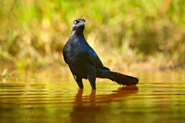Μαύρο Πουλί Μέσα Στο Νερό Του Ποταμού Quiscalus Mexicanus Μεγάλη — Φωτογραφία Αρχείου