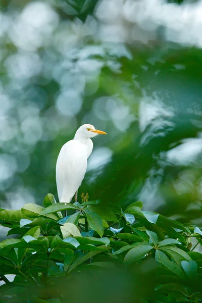 Garça Branca Vegetação Verde Costa Rica Bovinos Bubulcus Ibis Habitat — Fotografia de Stock