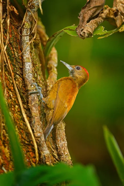 Smoky Brown Woodpeckerl Leuconotopicus Fumigatus Sitting Branch Nesting Hole Brown — Stock Photo, Image