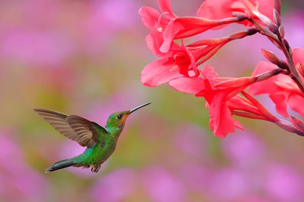 蜂鸟绿色加冕辉煌 Heliodoxa Jacula 从哥斯达黎加的绿鸟飞在美丽的红色花朵与粉红色绽放背景 — 图库照片