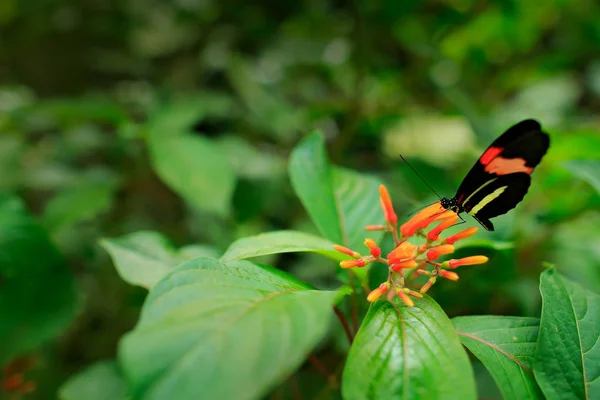 Motyl Heliconius Melpomeny Siedlisku Natura Ładne Owadów Kostaryki Zielonym Lesie — Zdjęcie stockowe