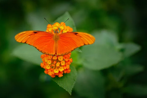 Dryas Iulia Spelled Julia Heliconian Nature Habitat Belo Inseto Costa — Fotografia de Stock