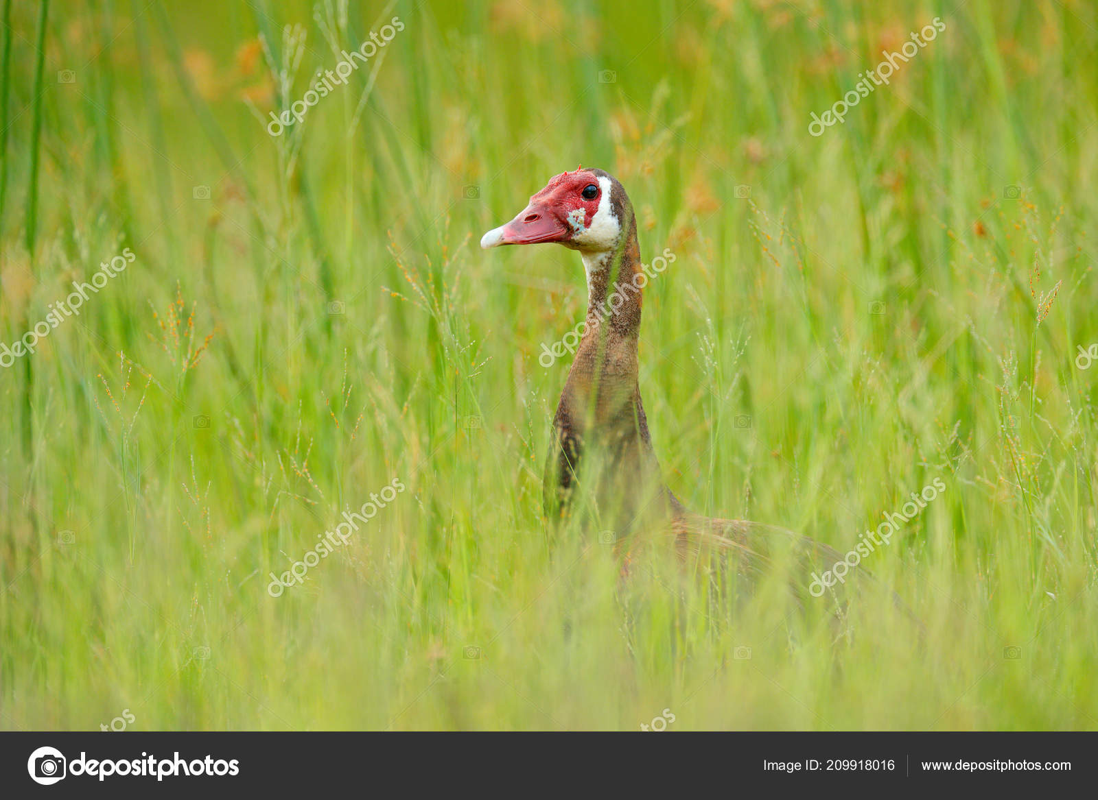 Oie Armée Plectropterus Gambensis Grand Oiseau Africain Noir
