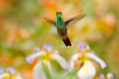 Sinek kuşu, Kızıl kuyruklu Amazilia tzacatl, sinekkuşu Kosta Rika turuncu yeşil çiçek arka plan ile. Doğa ortamlarında güzel beyaz mavi çiçekler tropikal orman içinde yanında uçan kuş.