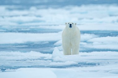 Drift buz kenar ile kar ve Rus denizde su üzerinde kutup ayısı. Beyaz hayvan doğa ortamlarında Europe. Doğadan yaban hayatı sahne. Tehlikeli ayı buz, güzel bir akşam gökyüzü yürüyüş.