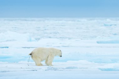 Drift buz kenar ile kar ve Svalbard denizde su üzerinde kutup ayısı arınmak. Doğa ortamlarında Europe beyaz büyük hayvan. Doğadan yaban hayatı sahne. Tehlikeli ayı buz üzerinde bok.