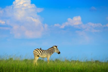 Zebra with blue storm sky. Burchell's zebra, Equus quagga burchellii, Nxai Pan National Park, Botswana, Africa. Wild animal on the green meadow. Wildlife nature on African safari. Bird on the back. clipart