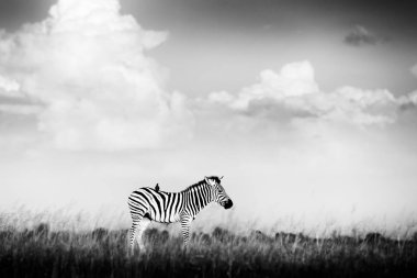 Siyah ve beyaz Afrika. Zebra fırtına karanlık gökyüzü ile. Bayağı zebra, Equus quagga burchellii, Nxai Pan Ulusal Parkı, Botswana. Vahşi hayvan çayır üzerinde. Vahşi doğa, Afrika safari.