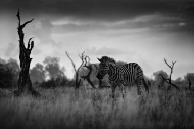 Zebra ile kara fırtına gökyüzü. Bayağı zebra, Equus quagga burchellii, Nxai Pan Ulusal Parkı, Botswana, Afrika. Vahşi hayvan çayır üzerinde. Vahşi doğa, Afrika safari. Siyah-beyaz sanat.