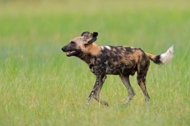 Afrika vahşi köpek, yeşil çim yürüyen Okacango deta, Botswana, Afrika. Koca kulaklı tehlikeli benekli hayvan. Avcılık Afrika safari üstünde köpek boyalı. Yaban hayatı sahne doğadan.