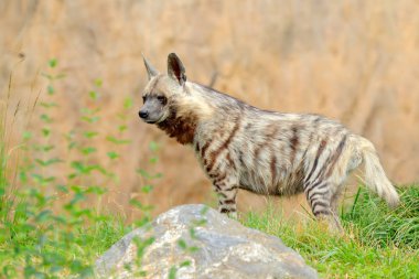 Çizgili sırtlan, Hyaena hyaena, anavatanı Kuzey ve Doğu Afrika. Hayvan doğa ortamlarında. Sırtlan çimen, Kenya, Afrika.