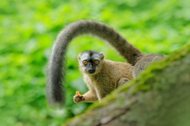 Lemur, Eulemur rufifrons, maymun Madagaskar gelen kırmızı önlü. Hayvan büyük kuyruk, yeşil tropik orman habitat ile yüz portresi. Maymun Meyveler turuncu besleme. Yaban hayatı sahne doğadan, komik resim
