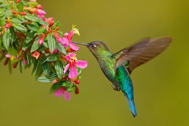 Hummingbird with pink flower. Fiery-throated Hummingbird, flying next to beautiful bloom, Costa Rica. Action wildlife scene from tropic nature. Bird in fly, sunny day. clipart