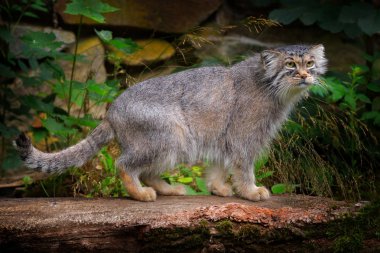 Manul veya Pallas kedi, Otocolobus manul, Asya'dan gelen sevimli vahşi kedi. Doğadan yaban hayatı sahne. Hayvan doğa ortamlarında orman Nepal.