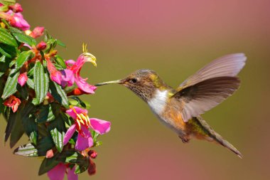 Volkan sinekkuşu, hayvan doğa yaşam alanı, dağ tropikal orman, vahşi hayatından Kosta Rika. Kuş ile pembe çiçekler. 