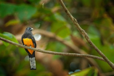 Kara başlı trogon, Trogon melanocephalus, ormandaki Carara Np, Kosta Rika ince dalı üzerinde oturan sarı ve koyu mavi egzotik tropik kuş. Yaban hayatı sahne doğadan.
