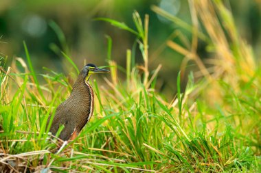 Çıplak gerdanlı kaplan-Heron, doğa yeşil bitki örtüsü içinde Tigrisoma mexicanum. Tropikal orman üzerinden su kuşu. Yaban hayatı sahne doğa orman, Corcovado Np, Kosta Rika Gönderen.