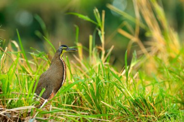 Bare-throated Tiger-Heron, Tigrisoma mexicanum, in nature green vegetation. Water bird from tropical jungle. Wildlife scene from nature forest, Corcovado NP, Costa Rica. clipart