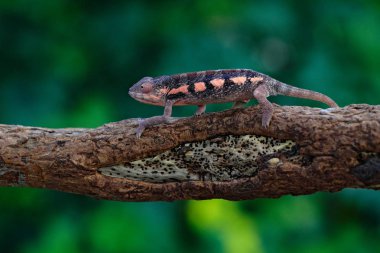 Chameleon Furcifer pardalis sitting on the branch in forest habitat. Exotic beautiful endemic green reptile with long tail from Madagascar. Wildlife scene from nature.  Female of Panther chameleon. clipart