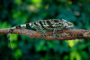 Parson's chameleon, Calumma parsonii  sitting on the branch in forest habitat. Exotic beautifull endemic green reptile with long tail from Madagascar. Wildlife scene from nature.   clipart