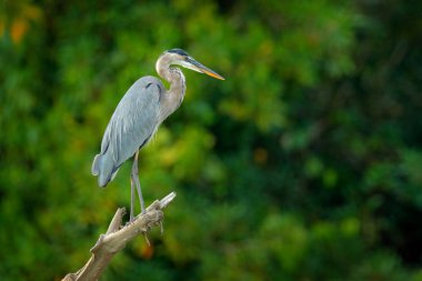 büyük mavi balıkçıl, Ardea herodias, kuş rever oturan karanlık tropikal ormanda. Heron doğa yeşil bitki örtüsü içinde. Yaban hayatı sahne Kosta Rika orman.