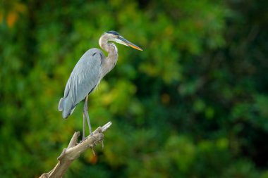 great blue heron, Ardea herodias, bird in dark tropical forest, sitting near the rever. Heron in nature green vegetation. Wildlife scene from forest of Costa Rica. clipart