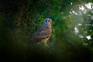 Verreaux'ın kartal baykuş. Okawango Delta, Moremi Botswana doğa ortamlarında nadir Afrika baykuş. Gece kuşu ağaç orman habitat ile.