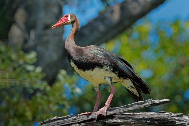 Mahmuz kanatlı kaz, Plectropterus gambensis, kırmızı gagalı ağaç gövdesi üzerinde oturan büyük siyah Afrika kuş. Hayvan Habitat, Okavango Deltası, Moremi, Botswana. Yaban hayatı sahne doğadan.