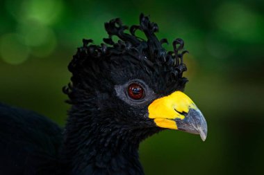 Curassow detail close-up portrait. Bare-faced Curassow, Crax fasciolata, big black bird with yellew bill in the nature habitat, Barranco Alto, Pantanal, Brazil. Wild bird in the tropic forest. clipart