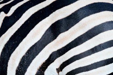 Zebra close-up detail of fur coat, Art view on African nature. Wildlife in South Africa. Black fur with white lines. clipart