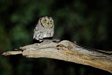 Afrika ishak baykuşu, Otus senegalensis, Botswana doğa ortamlarında kuş. Baykuş gece ormanda. Ağaç dalı üzerinde karanlık gece boyunca oturma hayvan. Afrika yaban hayatı sahne.