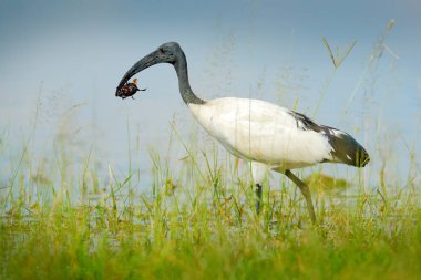 Çimen suyunun kuş büyük böcek tasarı ile. Yaban hayatı Okavango Deltası, Botswana yerinden. Kutsal aynak Threskiornis aethiopicus, kuş siyah kafa ile beyaz. Ibis gıda göle besleme.