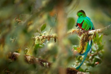 Resplendent Quetzal, Savegre in Costa Rica with green forest in background. Magnificent sacred green and red bird. Detail portrait of beautiful tropic animal. Bird with long tail.  clipart