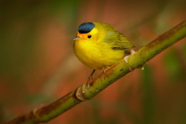Wilson Warbler, Wilsonia pusilla, Kosta Rika dan yeni dünya ötleğen. Doğa ortamlarında tanager. Tropikal doğa vahşi yaşam mahallinden. Güney Amerika'da kuş gözlem. Gri kapaklı sarı kuş.