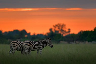 Zebralar mavi fırtına gökyüzü ile. Bayağı zebra, Equus quagga burchellii, Nxai Pan Ulusal Parkı, Botswana, Afrika. Vahşi hayvan yeşil çayır üzerinde. Yaban hayatı doğa Afrika Safari. Arkadaki kuş.