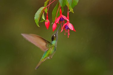 Magnificent Hummingbird, Eugenes fulgens, flying next to beautiful red green flower, Mexico. Wildlife scene from tropic nature, bird feeding behaviour in the mountain forest. Hummingbird suck nectar. clipart