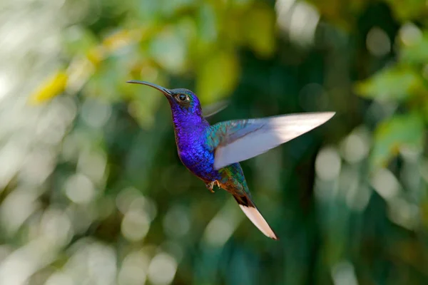 Flying Big Blue Hummingbird Violet Sabrewing Blurred Dark Green Flower — Stock Photo, Image