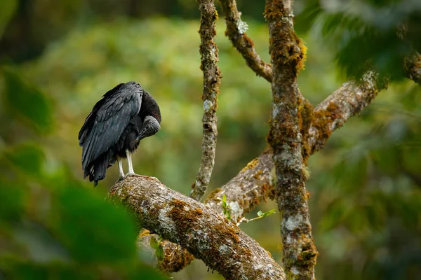秃鹰坐在哥斯达黎加热带森林的树上 丑黑鸟黑雕 Coragyps Atratus 鸟在栖息地 野生动物现场从自然 — 图库照片