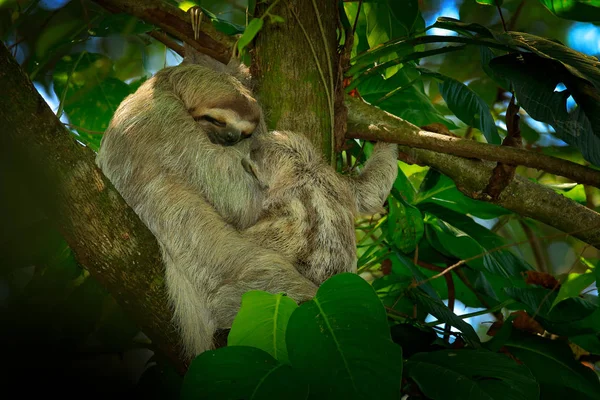 Sloth with young baby. Beautiful animal in nature habitat. Linnaeus's two-toed Sloth, Choloepus didactylus, hidden in the dark green vegetation. Cute pup in the habitat, Costa Rica. Wildlife in jungle